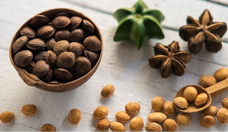 Sachi – Cây Trồng Chiến Lược Trong Mô Hình Nông Nghiệp Bền Vững