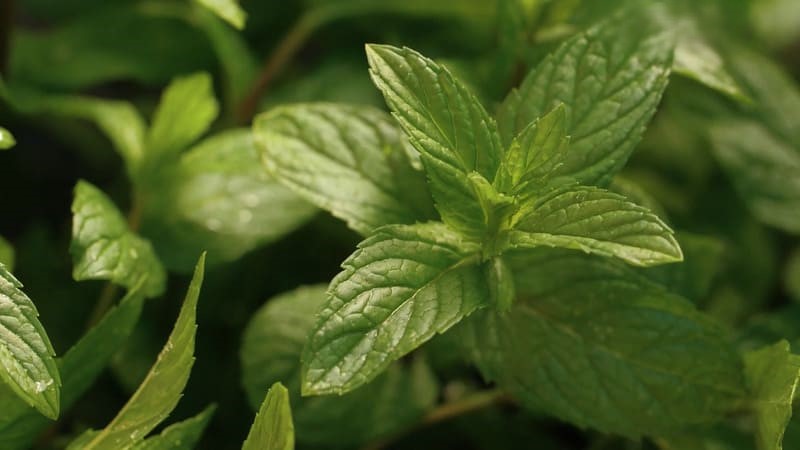 Ảnh Hưởng Của Vùng Trồng Đến Chất Lượng Tinh Dầu Bạc Hà Tại Việt Nam