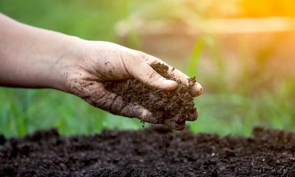 Sachi – Cây Trồng Chiến Lược Trong Mô Hình Nông Nghiệp Bền Vững