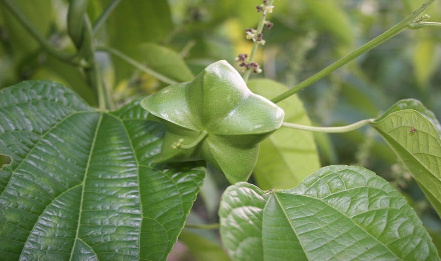 Sachi – Cây Trồng Chiến Lược Trong Mô Hình Nông Nghiệp Bền Vững