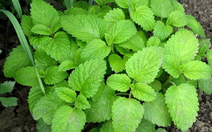 Cây Bạc Hà – Hương Thảo Mộc Quen Thuộc Và Giá Trị Chăm Sóc Sức Khỏe Từ Thiên Nhiên