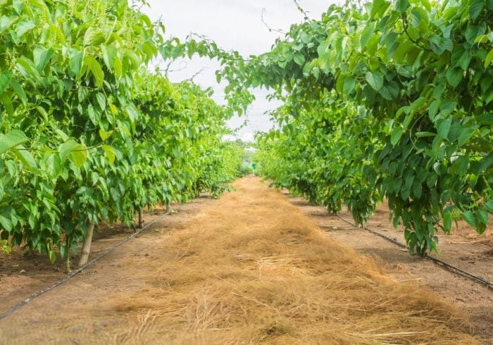 Sachi – Cây Trồng Chiến Lược Trong Mô Hình Nông Nghiệp Bền Vững