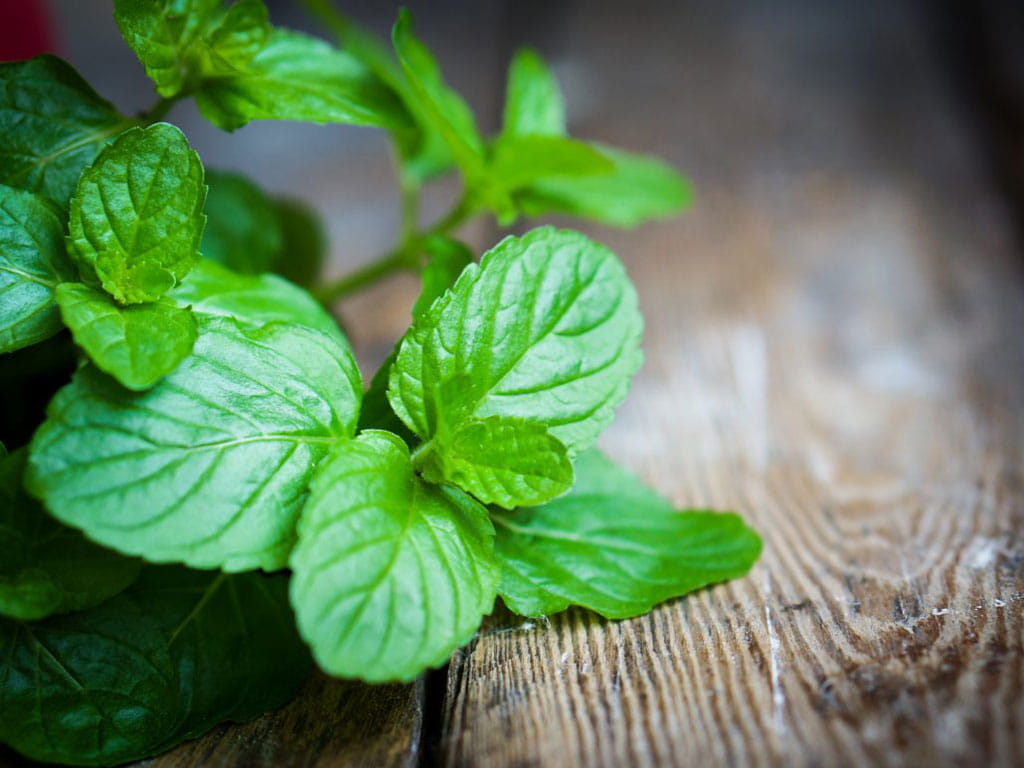 Cây Bạc Hà – Hương Thảo Mộc Quen Thuộc Và Giá Trị Chăm Sóc Sức Khỏe Từ Thiên Nhiên