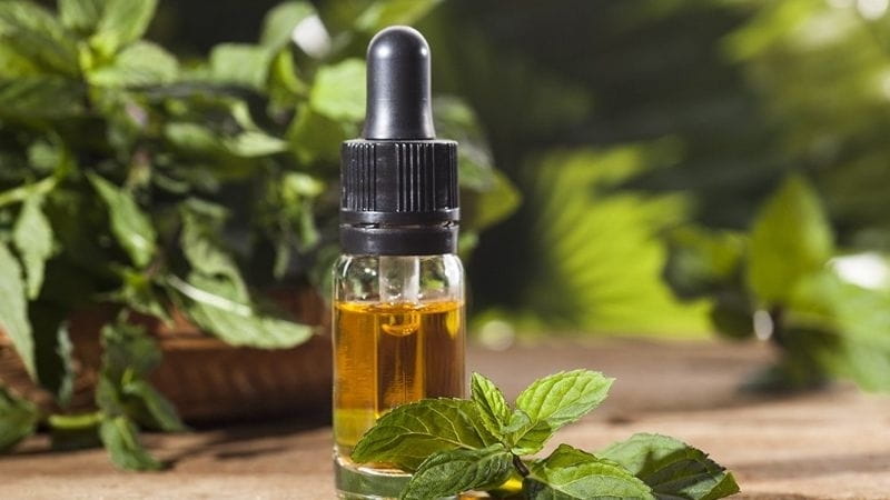 Ảnh Hưởng Của Vùng Trồng Đến Chất Lượng Tinh Dầu Bạc Hà Tại Việt Nam