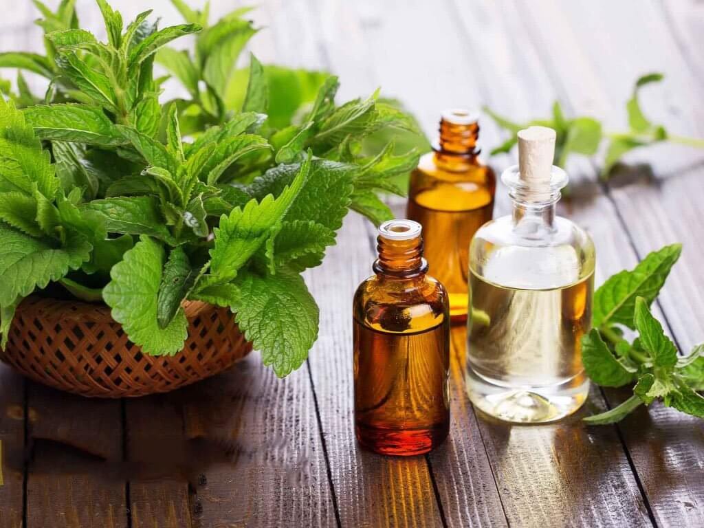 Cây Bạc Hà – Hương Thảo Mộc Quen Thuộc Và Giá Trị Chăm Sóc Sức Khỏe Từ Thiên Nhiên