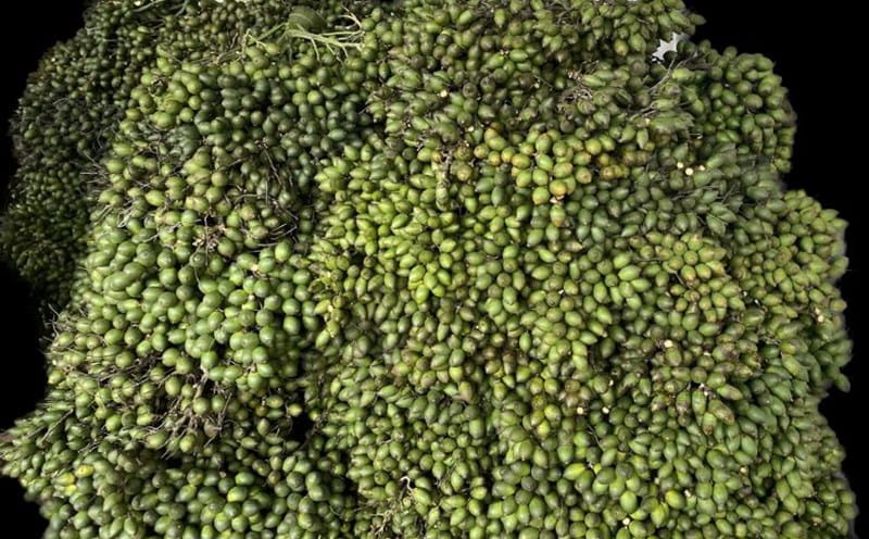 Cau Đắk Lắk – Giá Trị Từ Đất Bazan Và Định Hướng Phát Triển Bền Vững