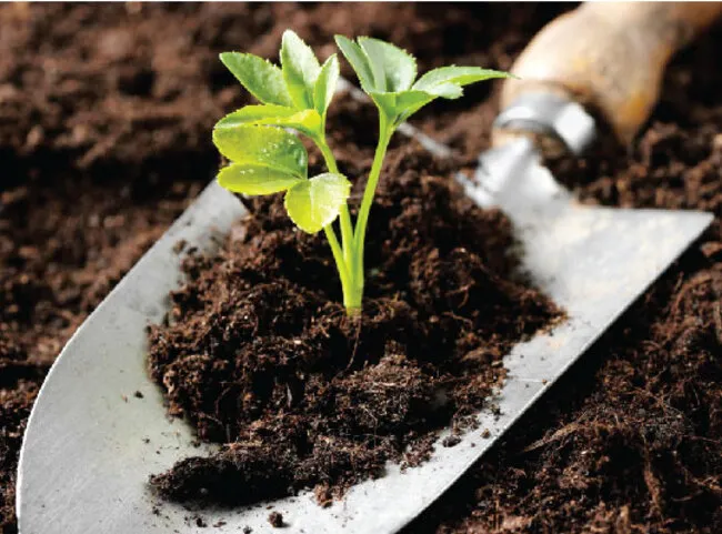 Phân Bón Hữu Cơ Là Gì? Vì Sao Ngày Càng Được Ưa Chuộng Trong Nông Nghiệp Hiện Đại?