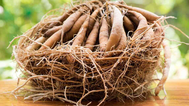 Thiên Môn Chùm - Hướng Đi Mới Cho Vùng Dược Liệu Bền Vững Tại Đăk Lăk