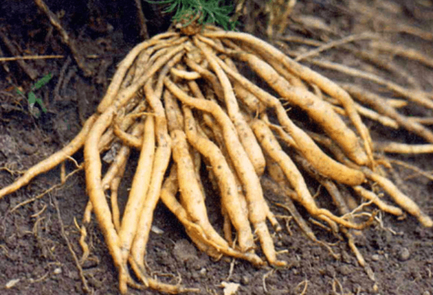 Thiên Môn Chùm - Hướng Đi Mới Cho Vùng Dược Liệu Bền Vững Tại Đăk Lăk