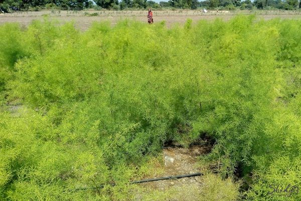 Thiên Môn Chùm - Hướng Đi Mới Cho Vùng Dược Liệu Bền Vững Tại Đăk Lăk