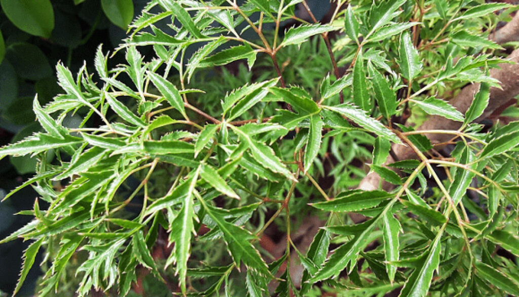 Cây Đinh Lăng – Dược Liệu Quen Thuộc Trong Đời Sống Và Y Học Cổ Truyền