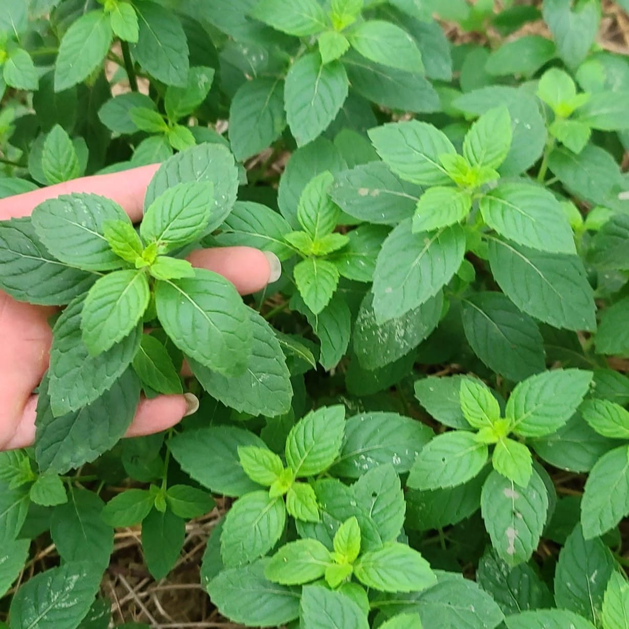 Tìm Hiểu Giống Bạc Hà HTX Hena - Phù Hợp Nhiều Điều Kiện Canh Tác