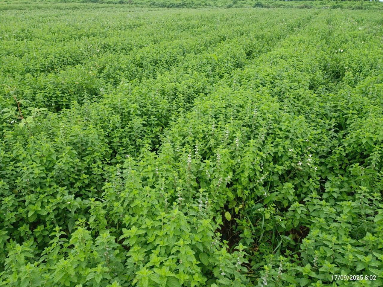 Tìm Hiểu Giống Bạc Hà HTX Hena - Phù Hợp Nhiều Điều Kiện Canh Tác