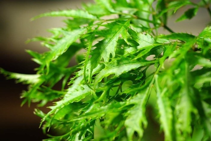 Cây Đinh Lăng – Dược Liệu Quen Thuộc Trong Đời Sống Và Y Học Cổ Truyền