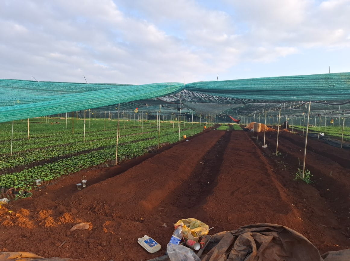 Tìm Hiểu Giống Bạc Hà HTX Hena - Phù Hợp Nhiều Điều Kiện Canh Tác