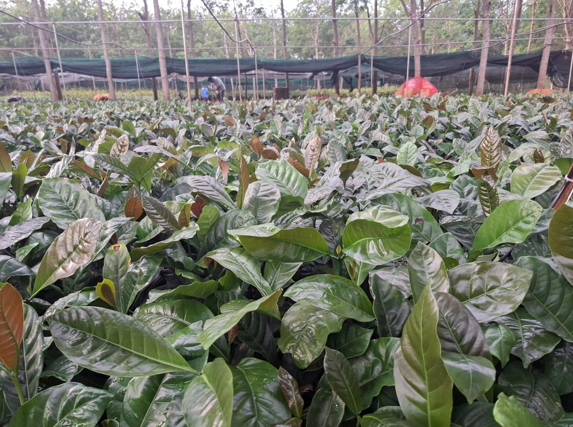 Giống Cà Phê Chất Lượng – Nền Tảng Phát Triển Vườn Cà Phê Bền Vững