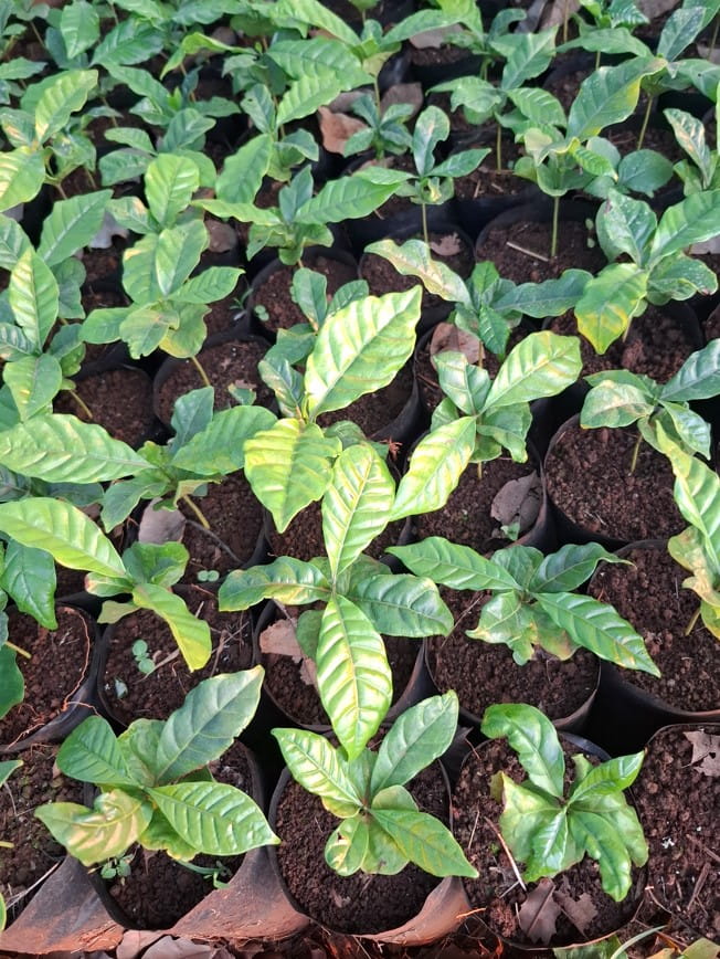 Giống Cà Phê Chất Lượng – Nền Tảng Phát Triển Vườn Cà Phê Bền Vững