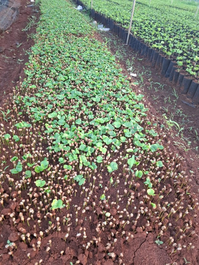 Giống Cà Phê Chất Lượng – Nền Tảng Phát Triển Vườn Cà Phê Bền Vững