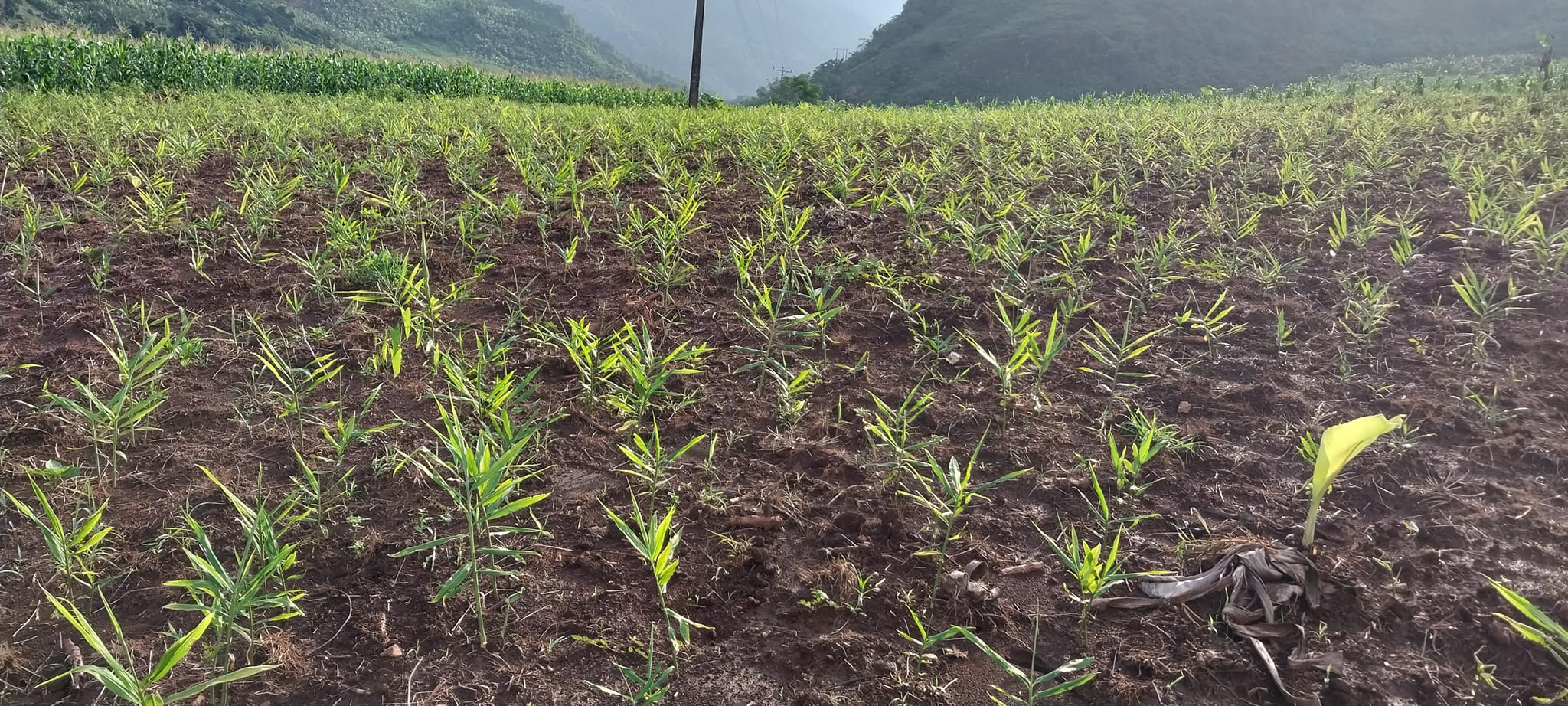 Cung Cấp Giống Gừng Chất Lượng Cao - Giải Pháp Kinh Tế Bền Vững Cho Nông Dân