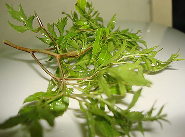 Cây Đinh Lăng – Dược Liệu Quen Thuộc Trong Đời Sống Và Y Học Cổ Truyền