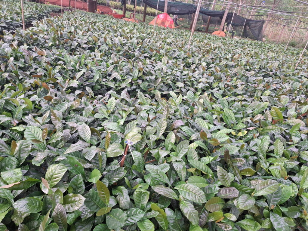 Cây Giống Cà Phê Chất Lượng: Khỏe Ngay Từ Gốc, Vững Vàng Tương Lai