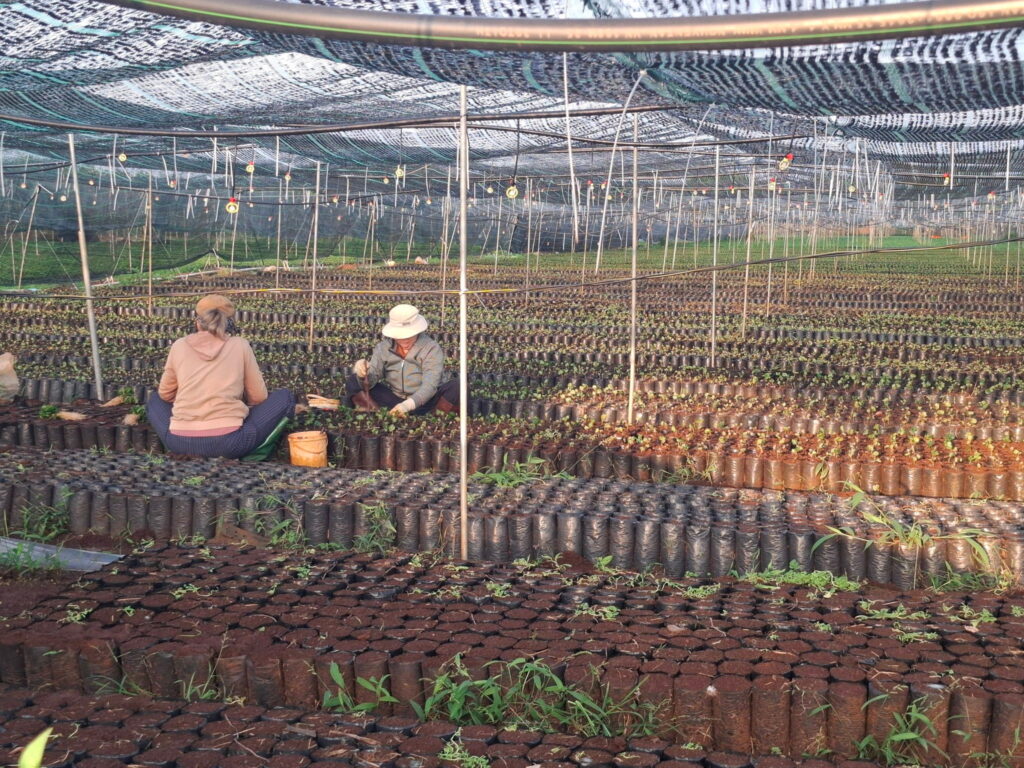 Cây Giống Cà Phê Chất Lượng: Khỏe Ngay Từ Gốc, Vững Vàng Tương Lai