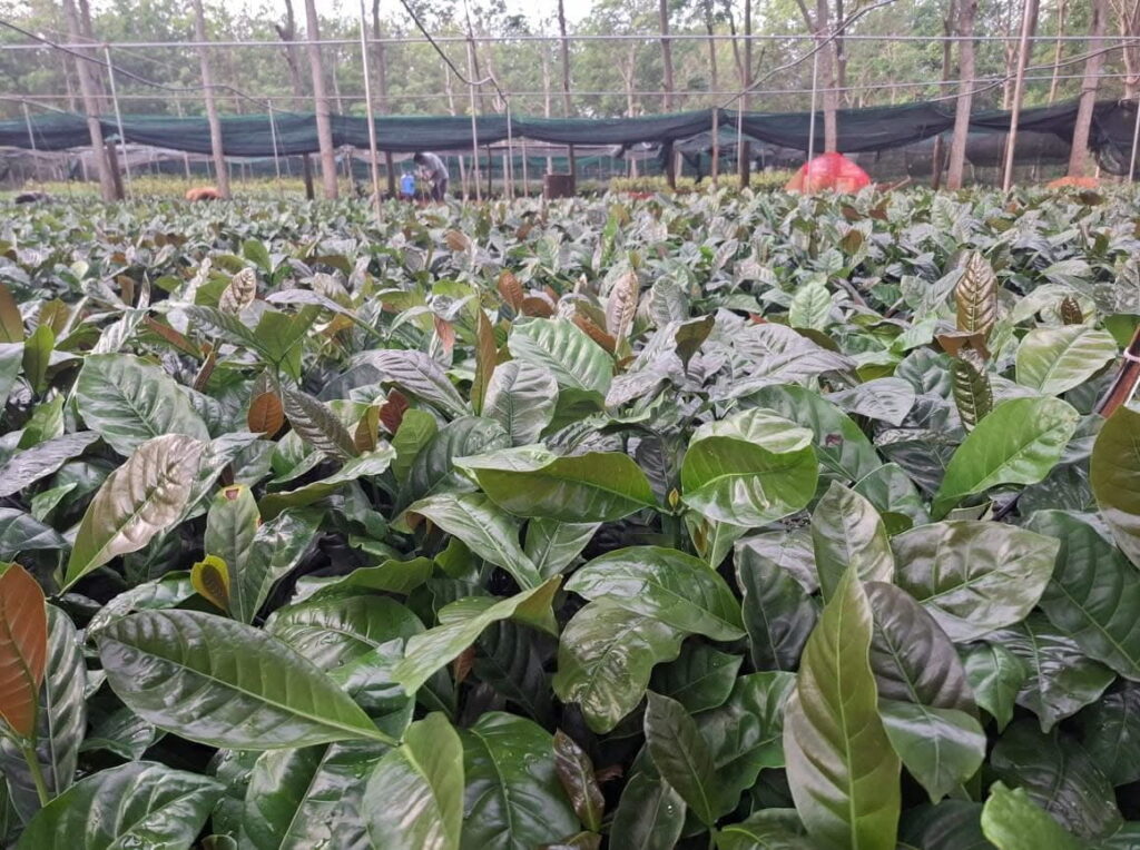 Cây Giống Cà Phê Chất Lượng: Khỏe Ngay Từ Gốc, Vững Vàng Tương Lai