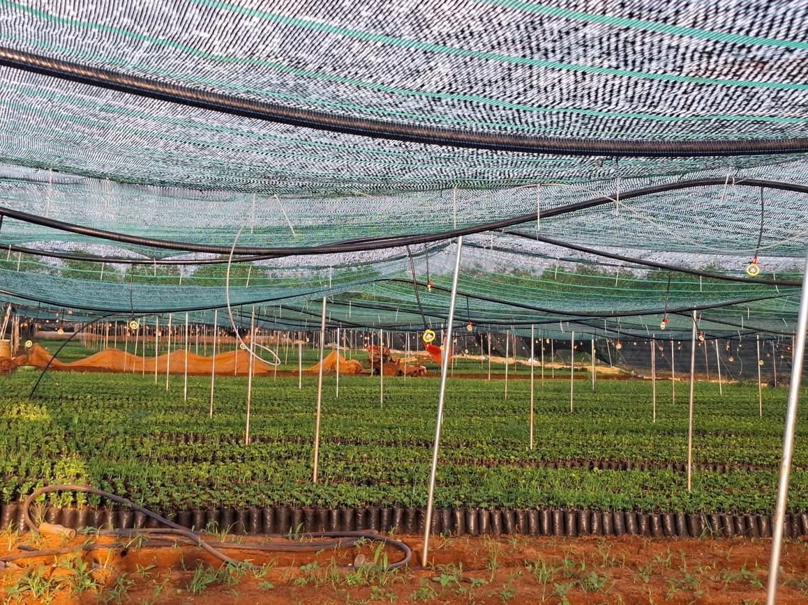 Trồng Xen Canh Dược Liệu: Hướng Đi "Một Nền Đất, Hai Nguồn Thu"