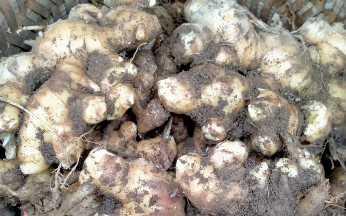 3 Sai Lầm Khi Chọn Giống Gừng - Biết Sớm Để Trồng Nhàn, Thu Hoạch Vui