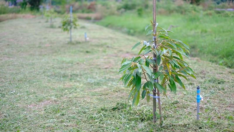 Kỹ Thuật Chăm Sóc Cây Giống Giai Đoạn Đầu: Những Lưu Ý Quan Trọng Cho Nhà Nông