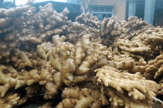 Thời Điểm Vàng Để Thu Hoạch Dược Liệu: Khi Nào Cây Chứa Hàm Lượng Dưỡng Chất Cao Nhất?