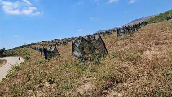 Kỹ Thuật Chăm Sóc Cây Giống Giai Đoạn Đầu: Những Lưu Ý Quan Trọng Cho Nhà Nông