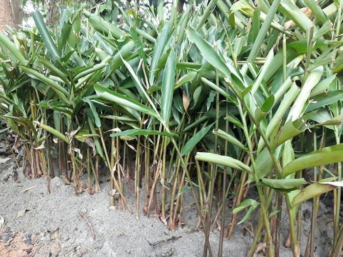 Trồng Xen Canh Dược Liệu: Hướng Đi "Một Nền Đất, Hai Nguồn Thu"