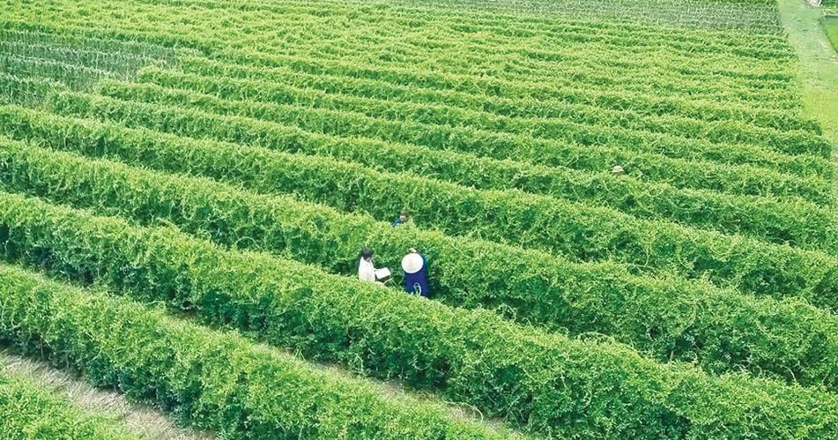 Phát Triển Dược Liệu Tại Đắk Lắk - Hướng Đi Mới Cho Nông Nghiệp Bền Vững