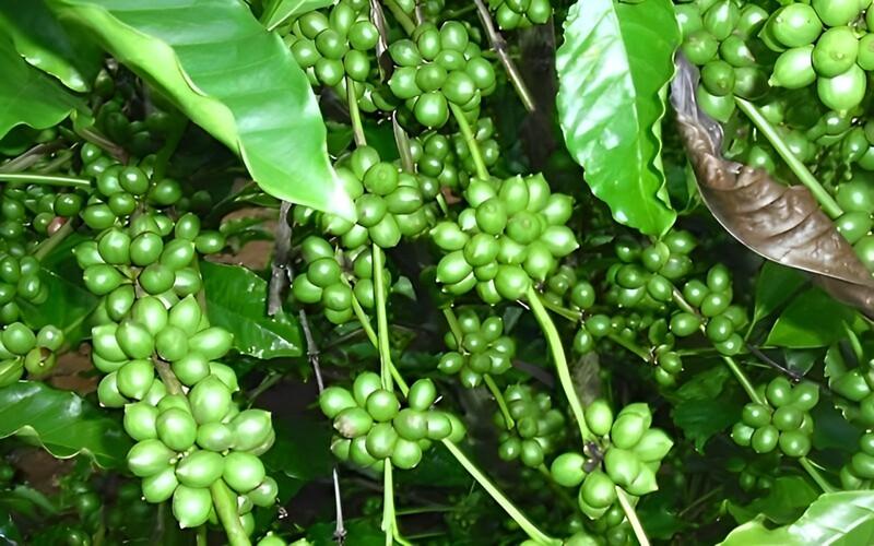 Mô Hình Trồng Cây Cà Phê Xen Canh Cây Sầu Riêng - Giải Pháp Nâng Cao Hiệu Quả Kinh Tế Bền Vững