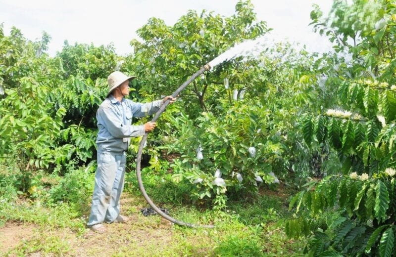 Trồng Dược Liệu Dưới Tán Cà Phê Tăng Thu Nhập Hiệu Quả