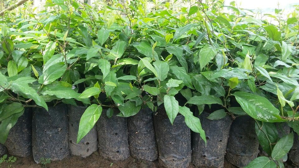 Làm Sao Để Hạn Chế Sâu Bệnh Trên Cây Hồ Tiêu?