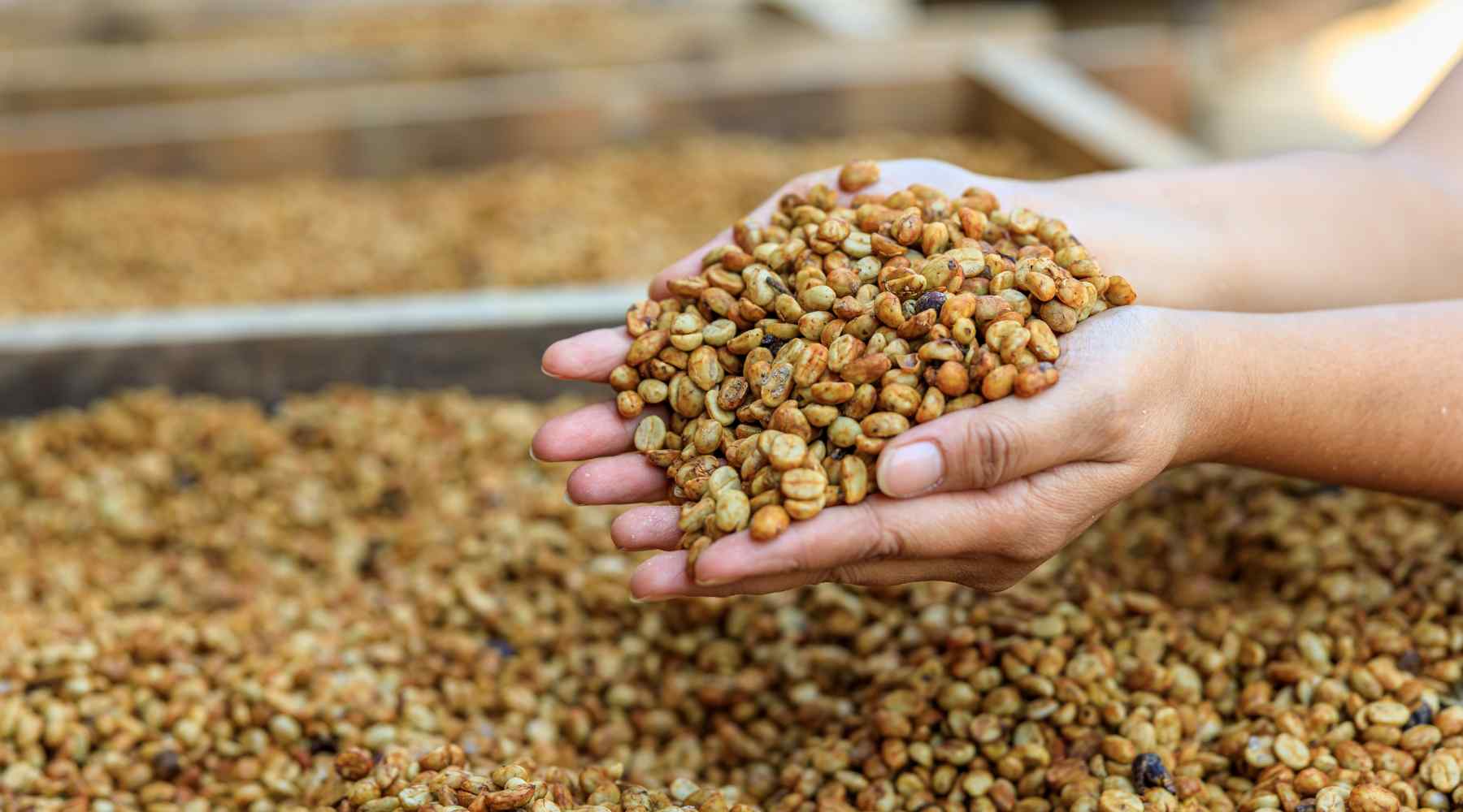  Cà Phê Đắk Lắk - Từ Vùng Nguyên Liệu Chất Lượng Đến Giá Trị Xuất Khẩu Bền Vững