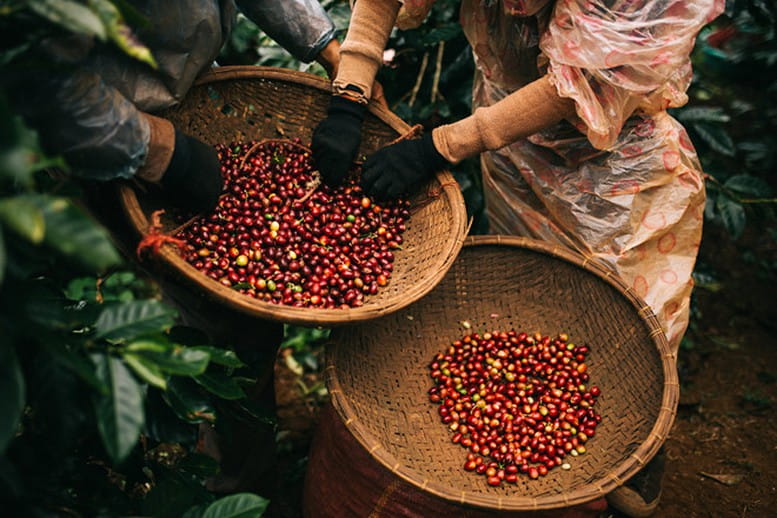 Vì Sao Truy Xuất Nguồn Gốc Ngày Càng Quan Trọng Với Cà Phê, Hồ Tiêu Và Ca Cao?