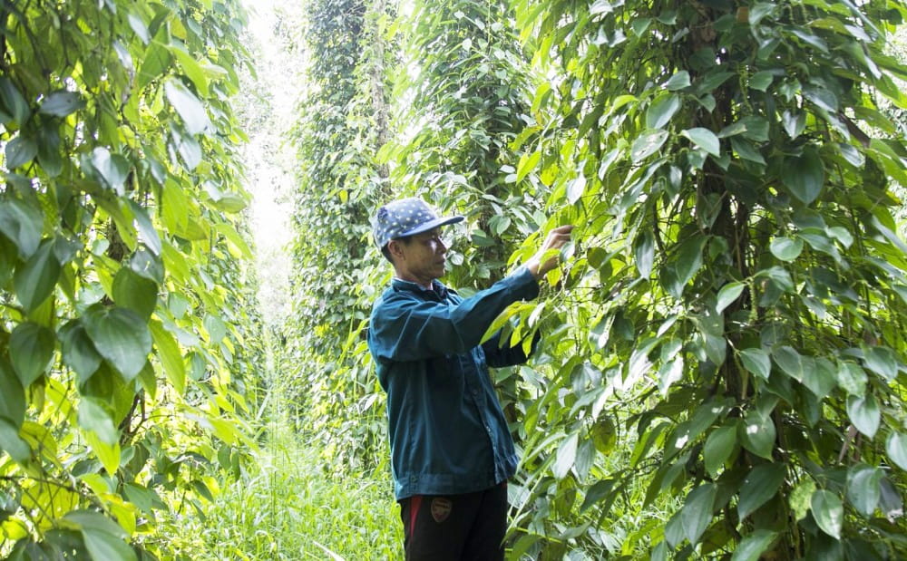 Làm Sao Để Hạn Chế Sâu Bệnh Trên Cây Hồ Tiêu?