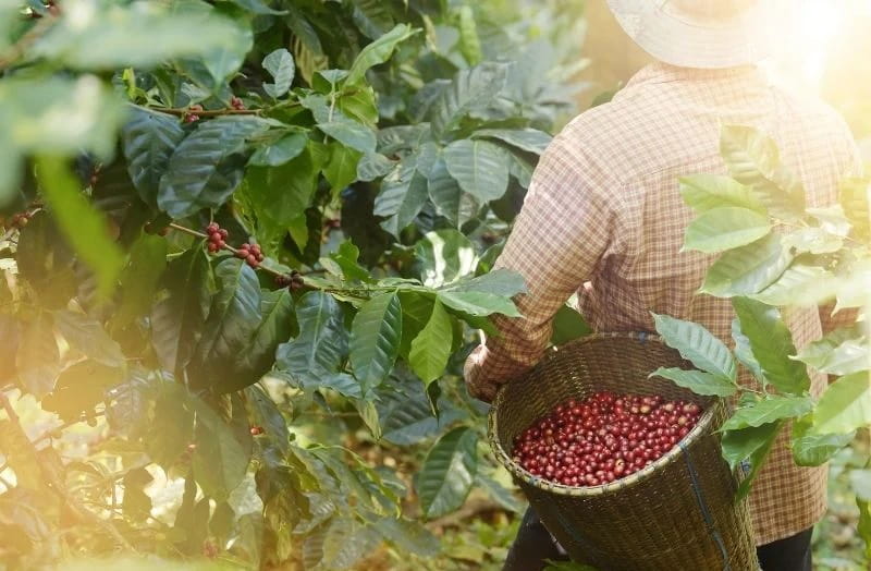 Nhật Ký Canh Tác Dược Liệu: Vì Sao Cần Ghi Chép?