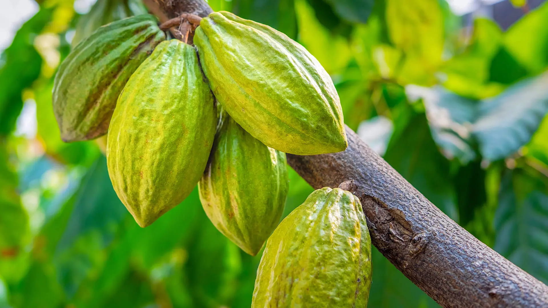 Những Điều Cần Biết Trước Khi Trồng Cây Cacao Tại Tây Nguyên