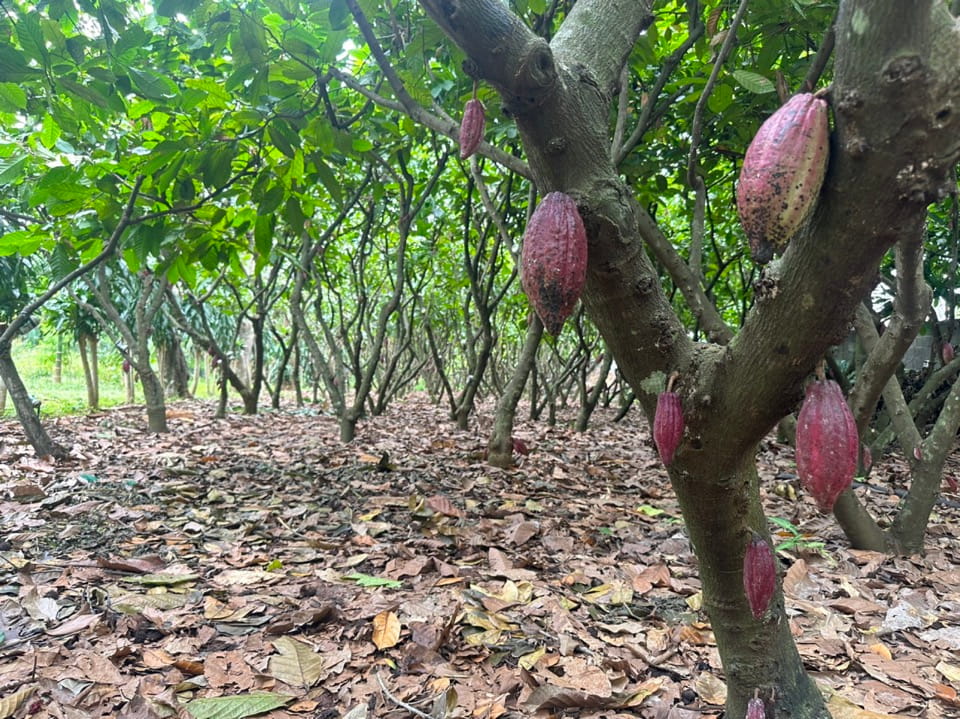 Những Điều Cần Biết Trước Khi Trồng Cây Cacao Tại Tây Nguyên