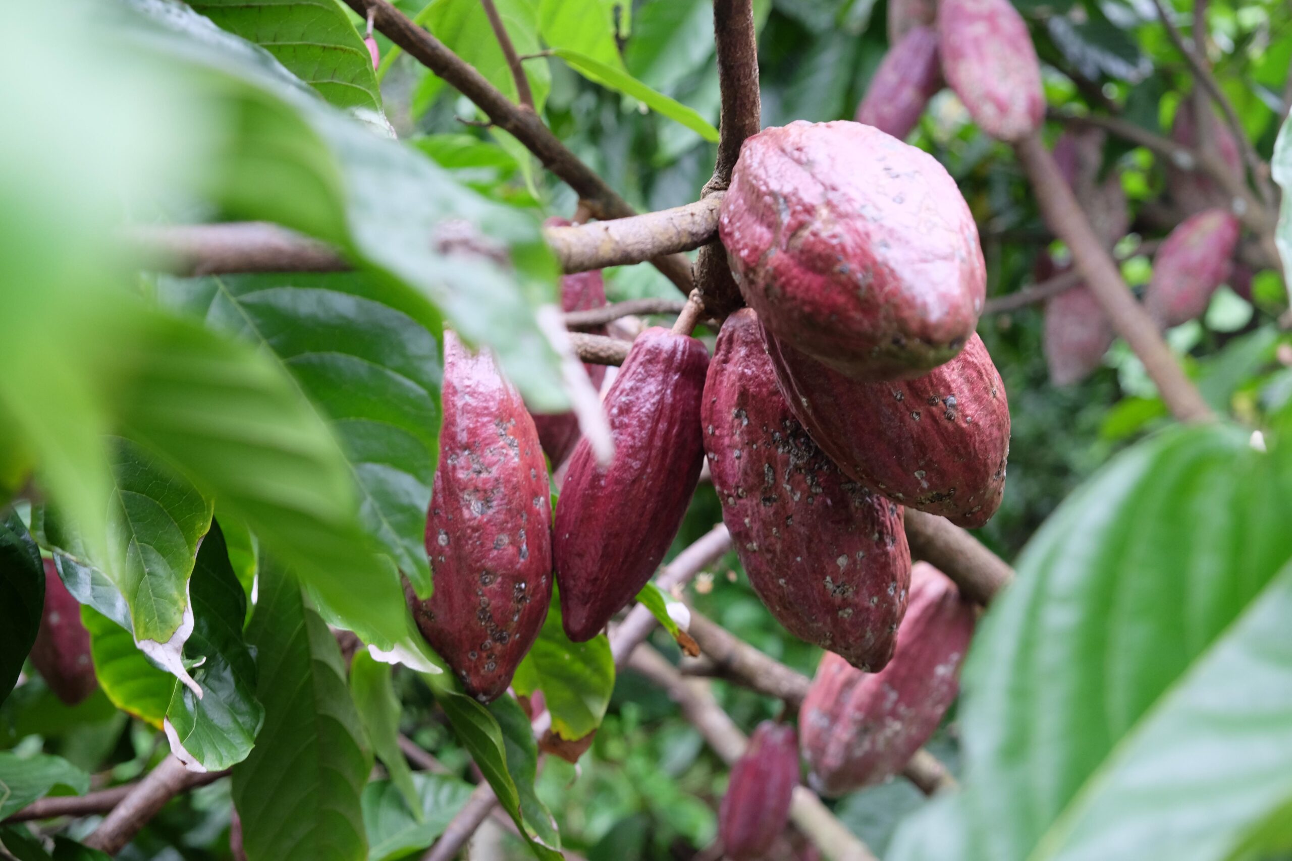Những Điều Cần Biết Trước Khi Trồng Cây Cacao Tại Tây Nguyên