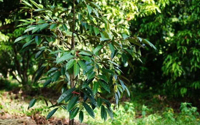 Giống Tốt Và Kỹ Thuật Đúng: Hai Nền Tảng Của Vùng Nguyên Liệu Ổn Định