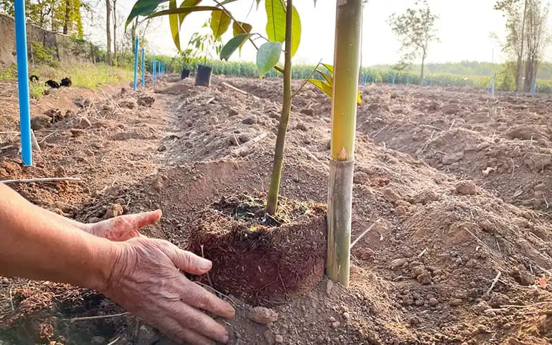 Giống Tốt Và Kỹ Thuật Đúng: Hai Nền Tảng Của Vùng Nguyên Liệu Ổn Định