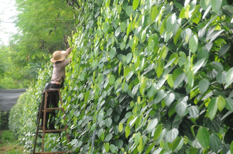 Giống Tốt Và Kỹ Thuật Đúng: Hai Nền Tảng Của Vùng Nguyên Liệu Ổn Định