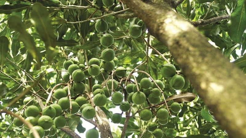 Cây Macca Trồng Bao Lâu Cho Thu Hoạch? Những Yếu Tố Ảnh Hưởng Đến Năng Suất