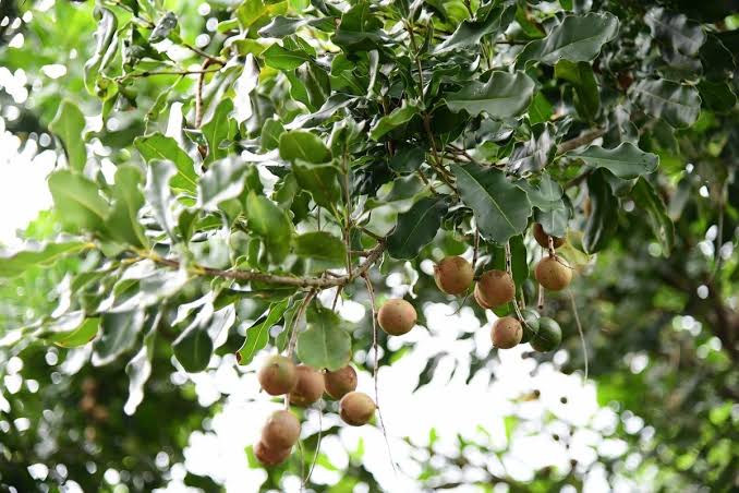 Mới Trồng Macca, Bà Con Nên Lưu Ý Những Gì?