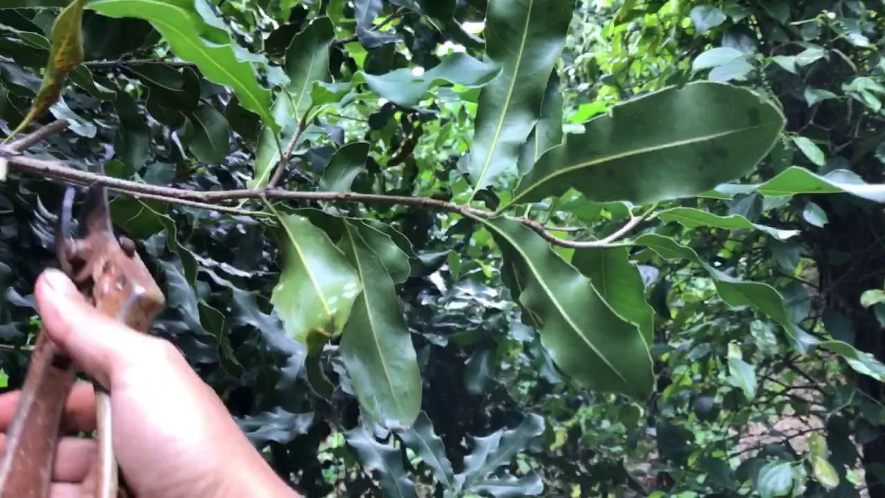 Trồng Xen Macca Trong Vườn Cà Phê, Chè Ở Tây Nguyên: Những Điều Cần Tính Trước Khi Xuống Giống
